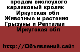 продам вислоухого карликовый кролик  - Иркутская обл. Животные и растения » Грызуны и Рептилии   . Иркутская обл.